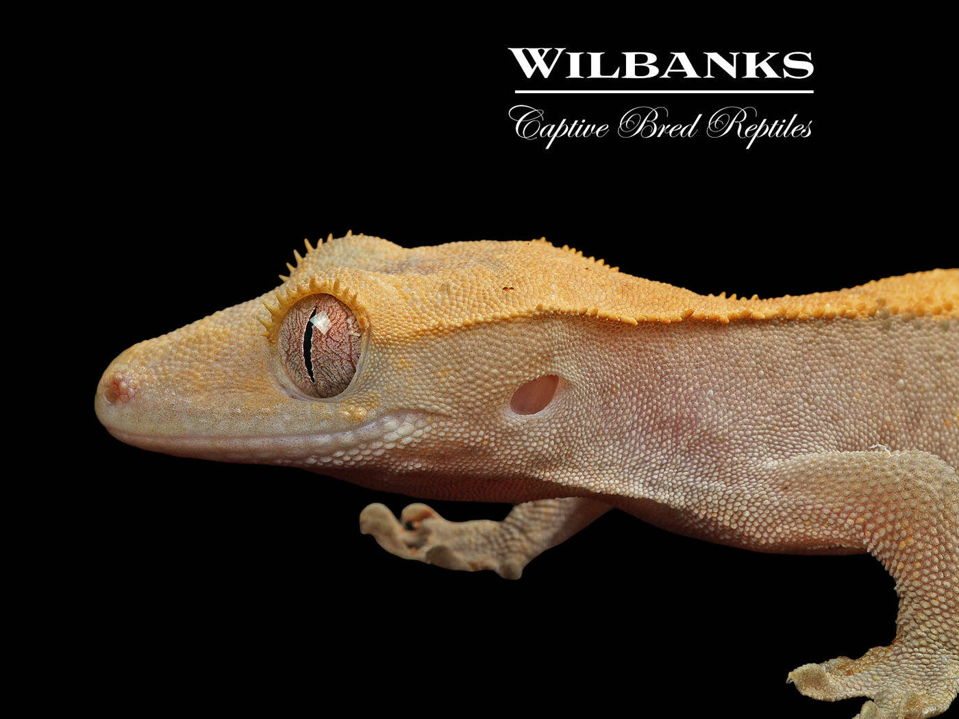 Fire (100% Guaranteed Het. Black Eyed Leucistic) Crested Gecko ♂ '24