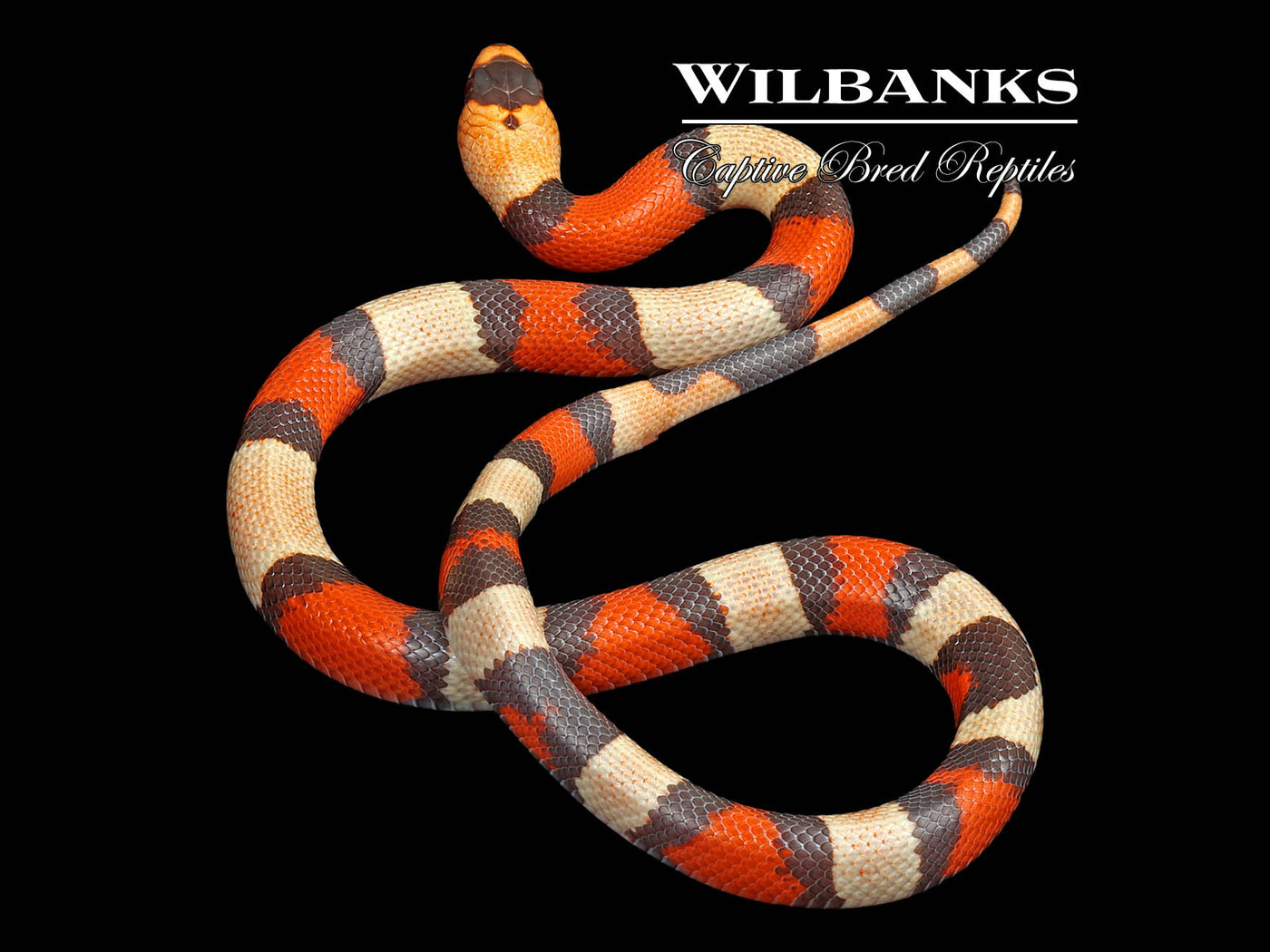 Crazy Line Hypo Tri-Color Honduran Milksnake ♂ '24