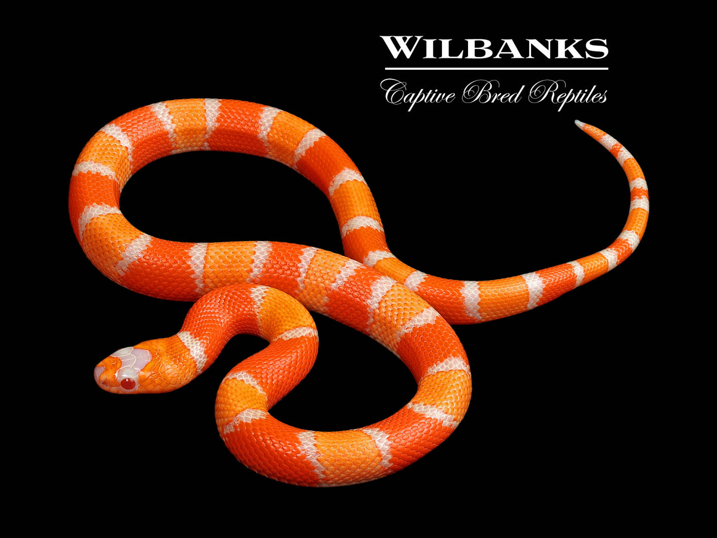 Crazy Line Albino Tangerine Honduran Milksnake ♀ '24