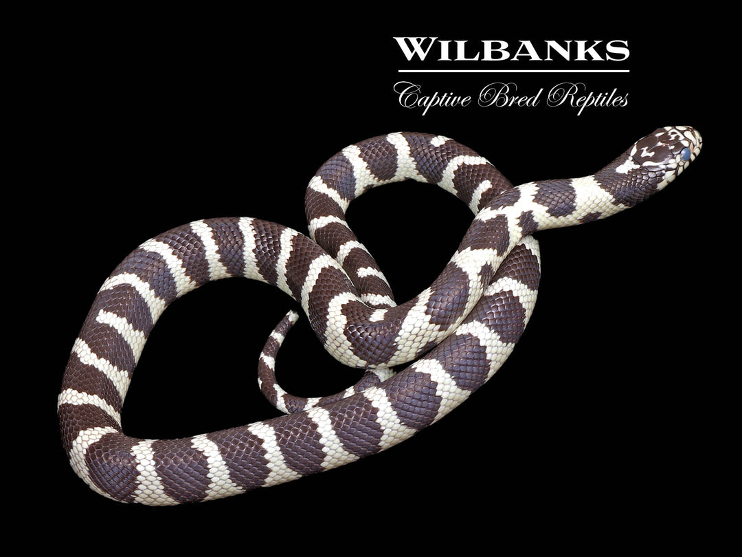 California Kingsnake ♂ '24 – Wilbanks Captive Bred Reptiles