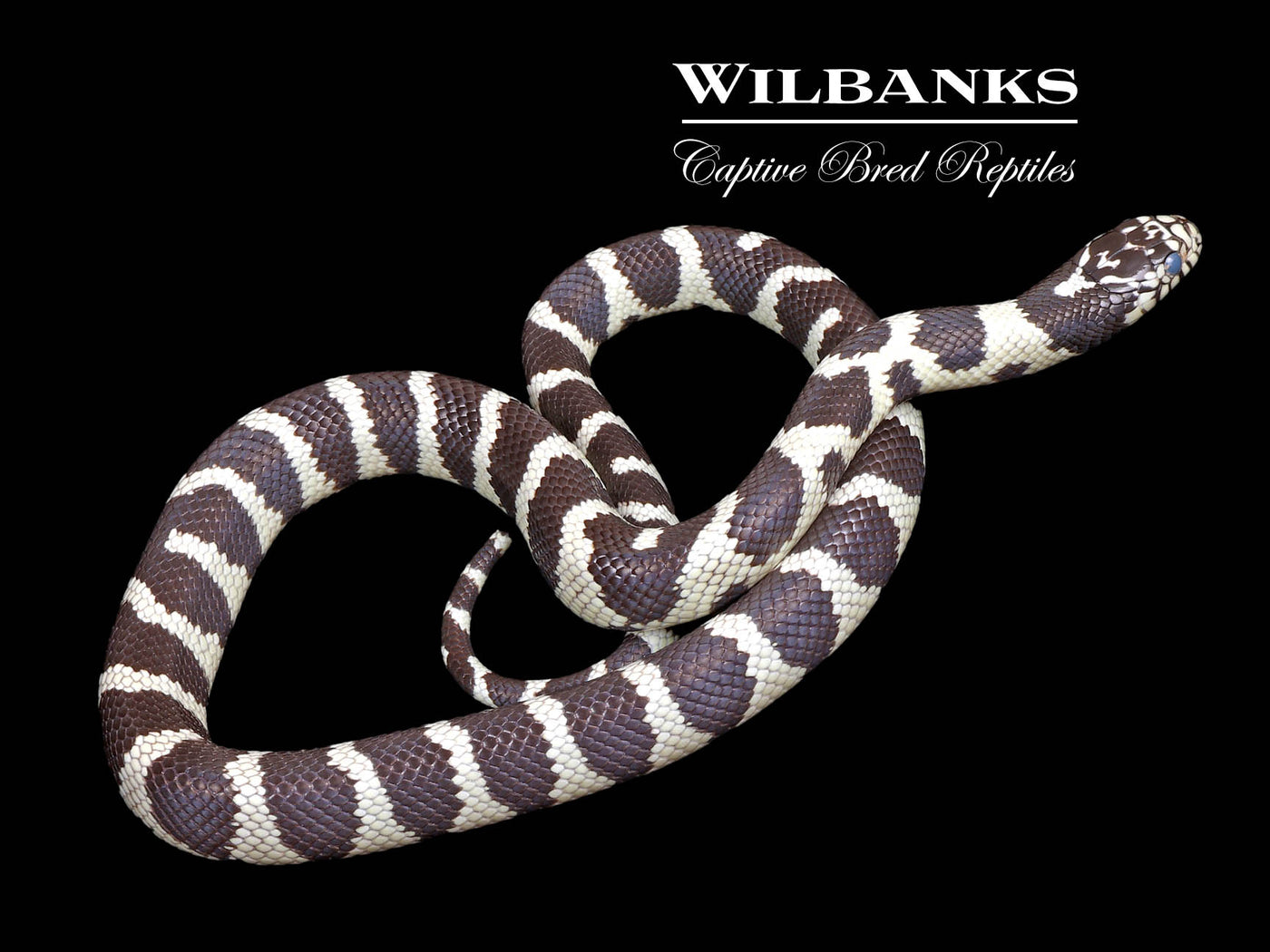 California Kingsnake ♂ '24