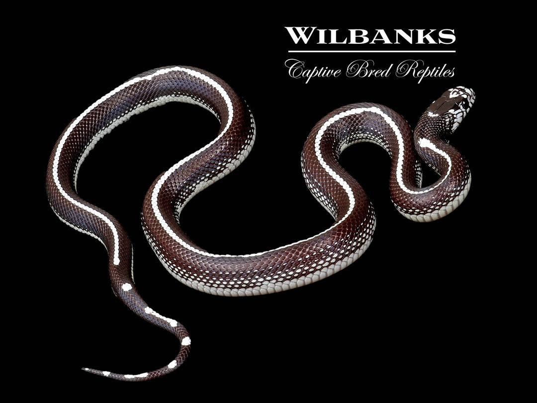 【f-arai】KING SNAKE Swamp African Wolf Snakes (Lycophidion capense) For Sale
