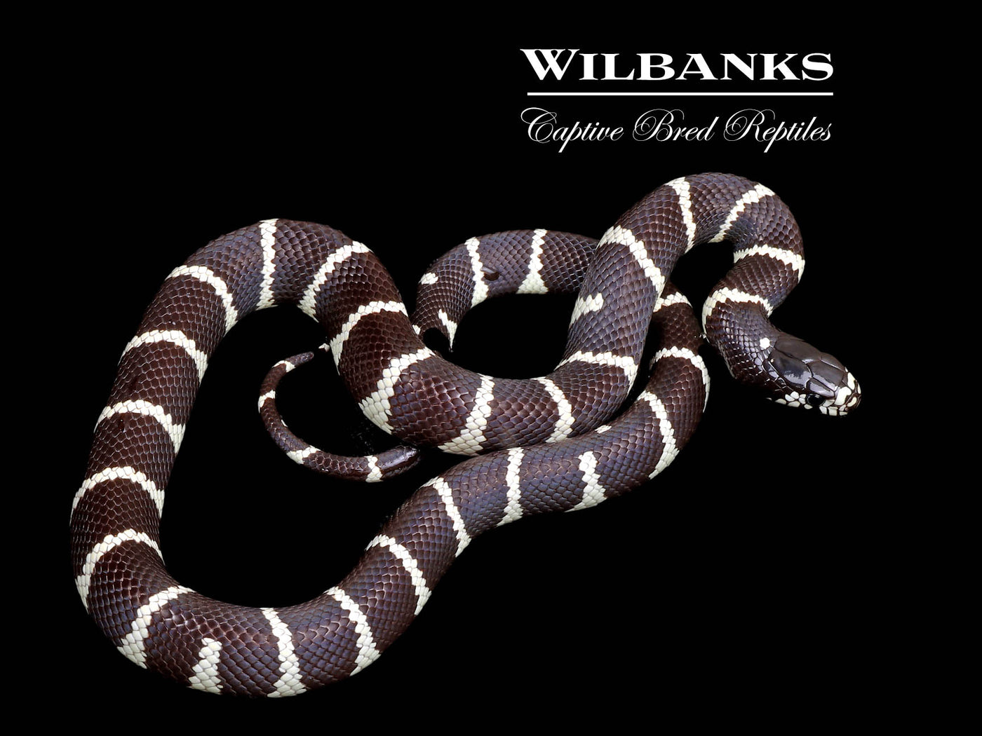 California Kingsnake ♀ '24