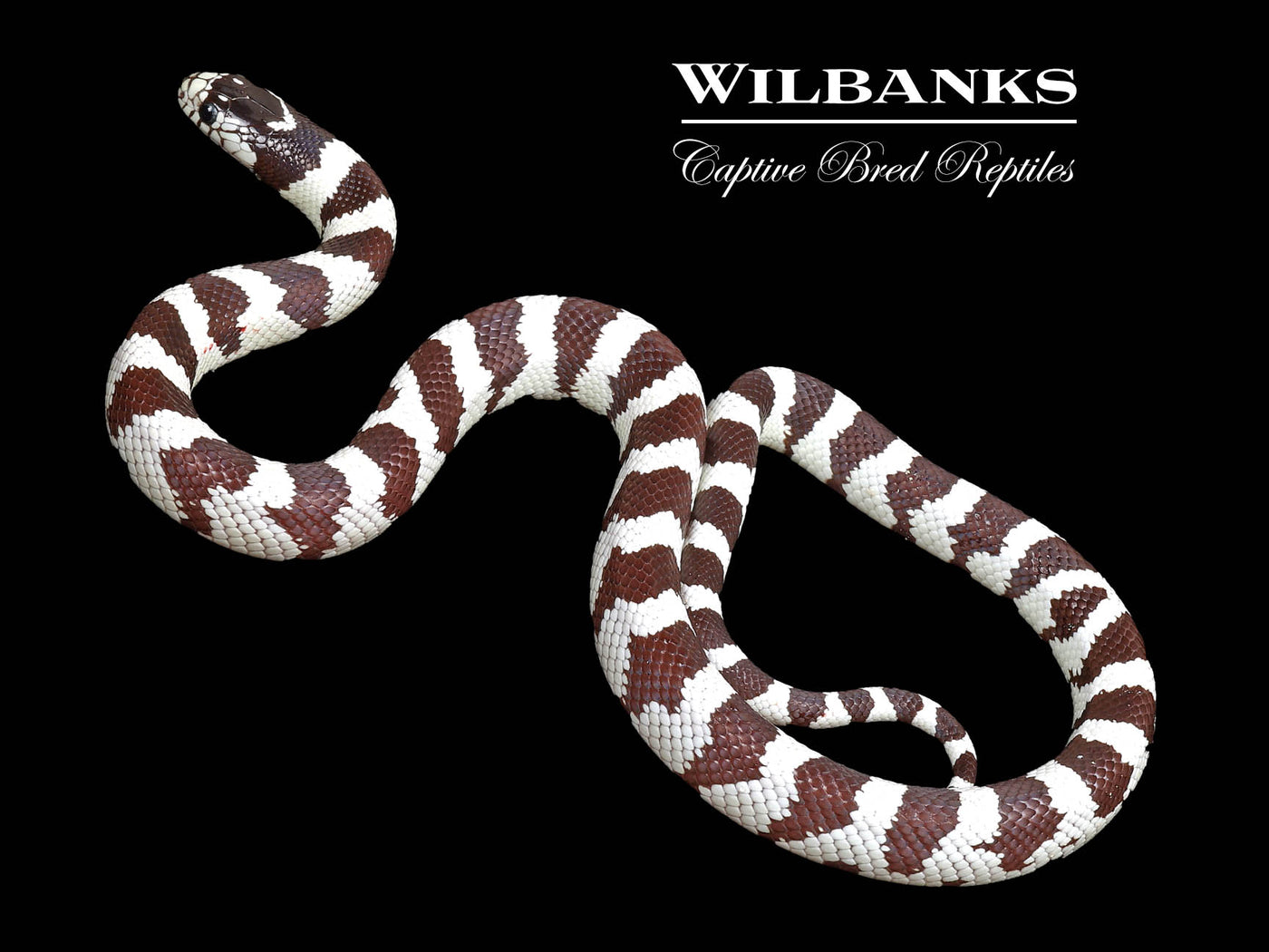 California Kingsnake ♀ '24
