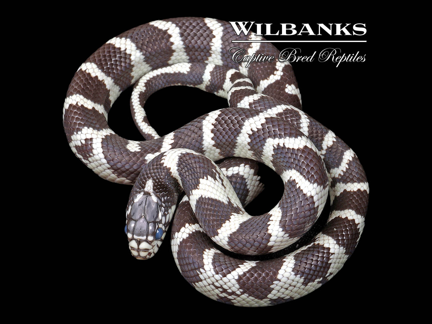 California Kingsnake ♀ '24