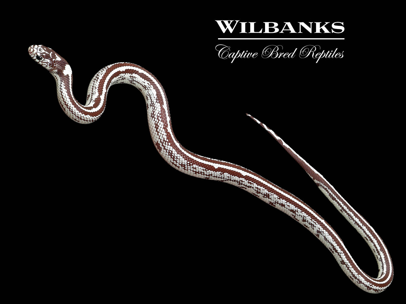 California Kingsnake ♀ '24