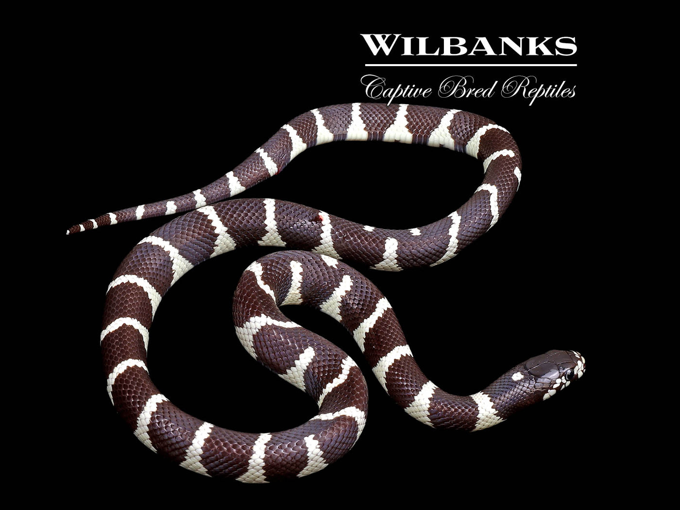 California Kingsnake ♀ '24