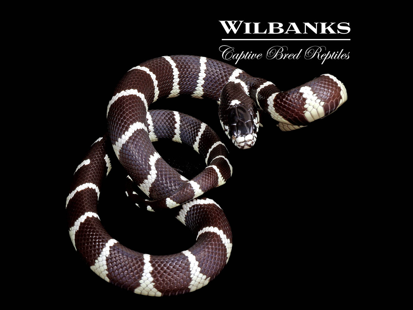 California Kingsnake ♀ '24