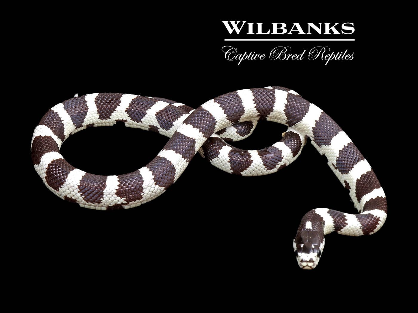 California Kingsnake ♀ '24