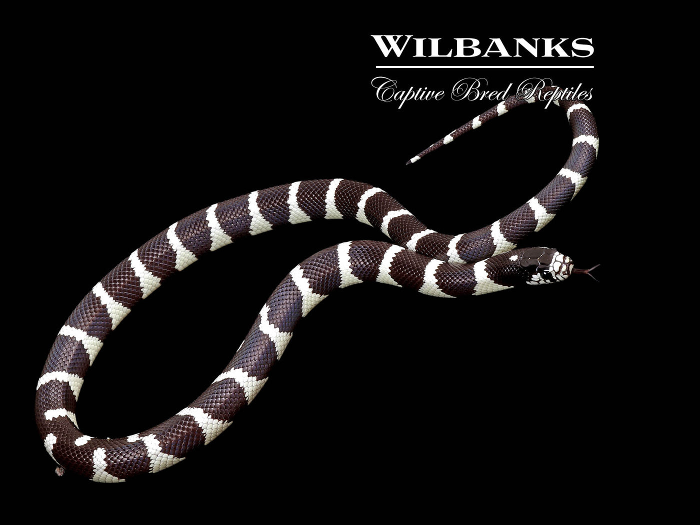 California Kingsnake ♀ '24