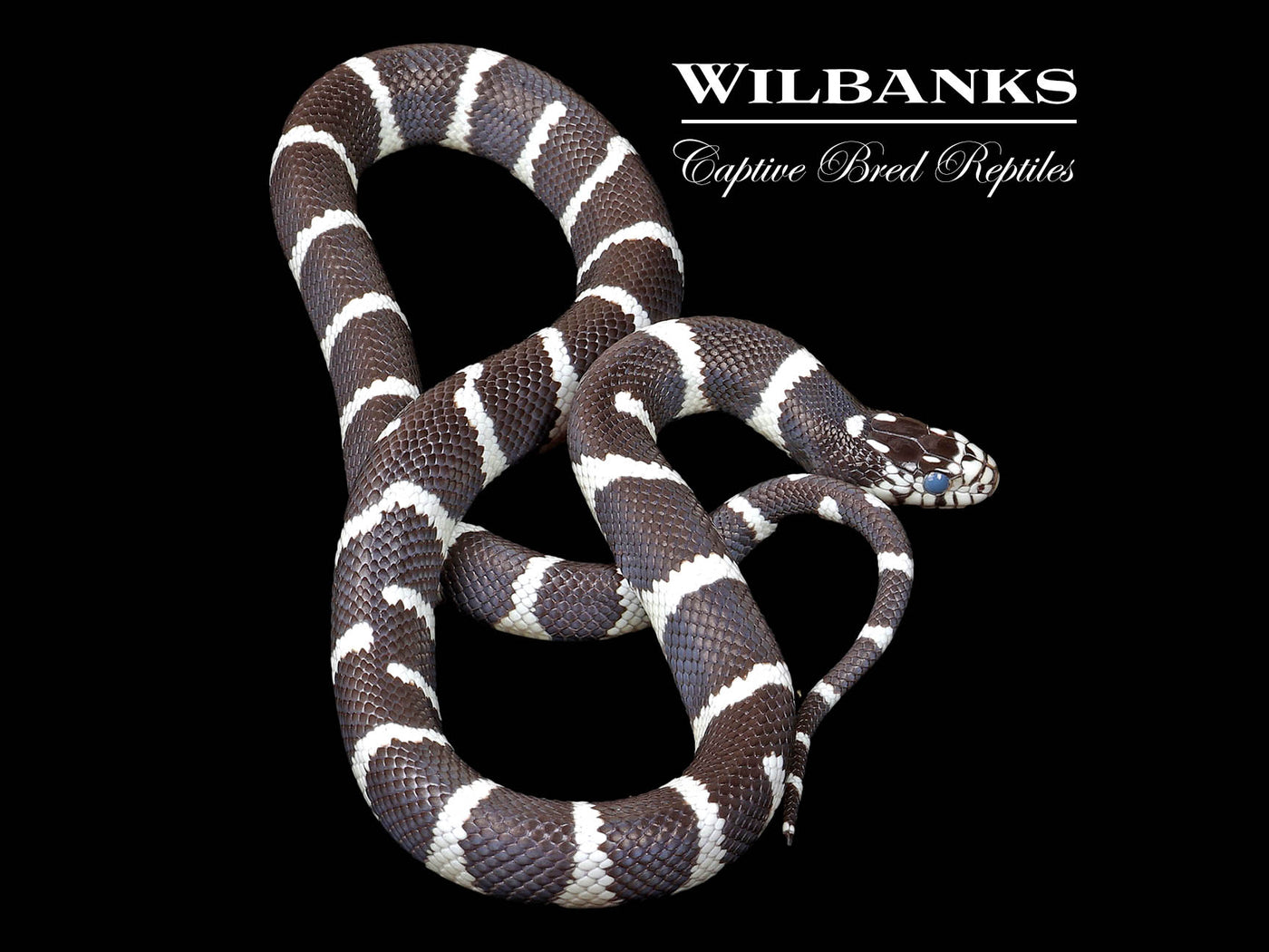 California Kingsnake ♀ '24