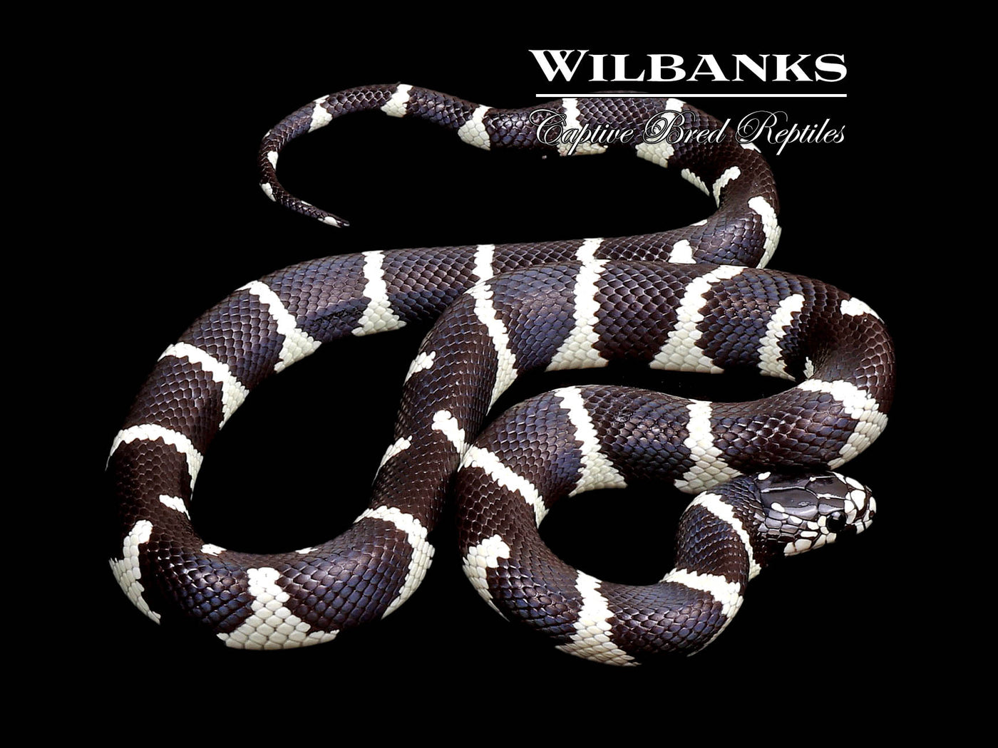 California Kingsnake ♀ '24