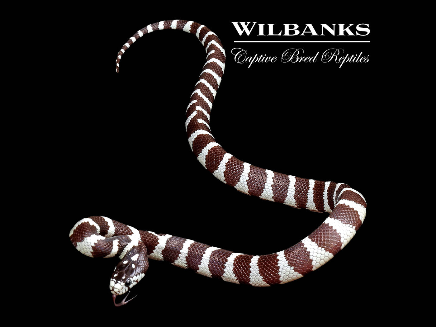 California Kingsnake ♂ '24