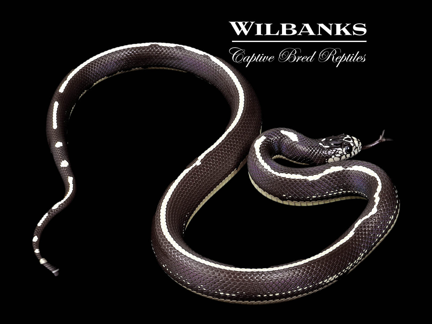California Kingsnake ♂ '24