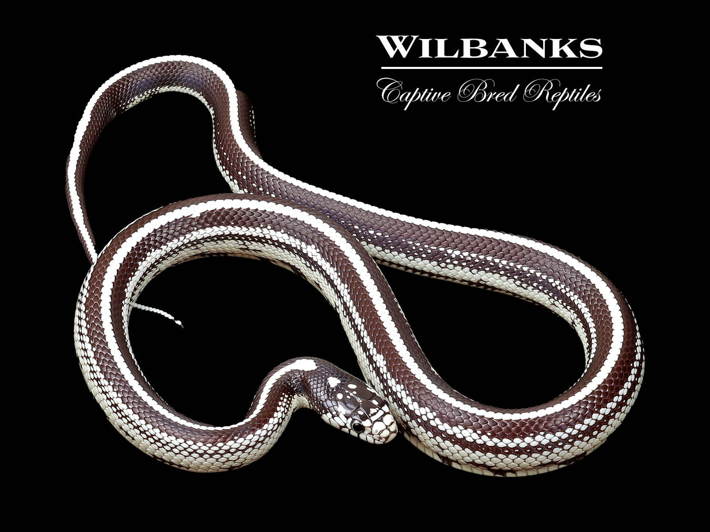 California Kingsnake ♂ '24
