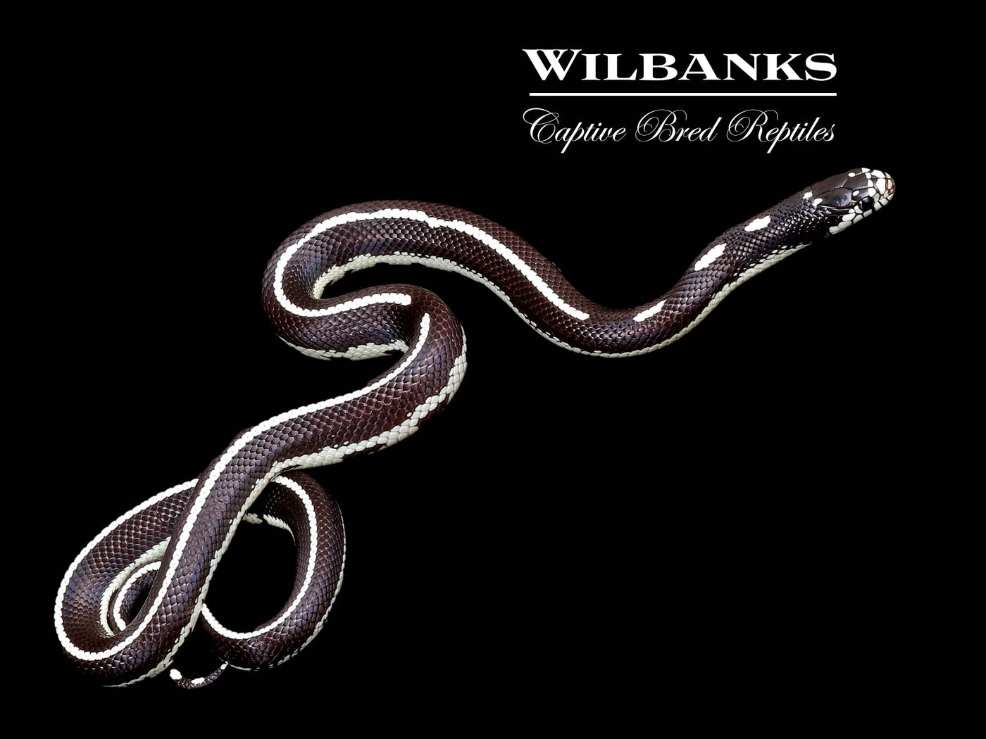 California Kingsnake ♀ '24