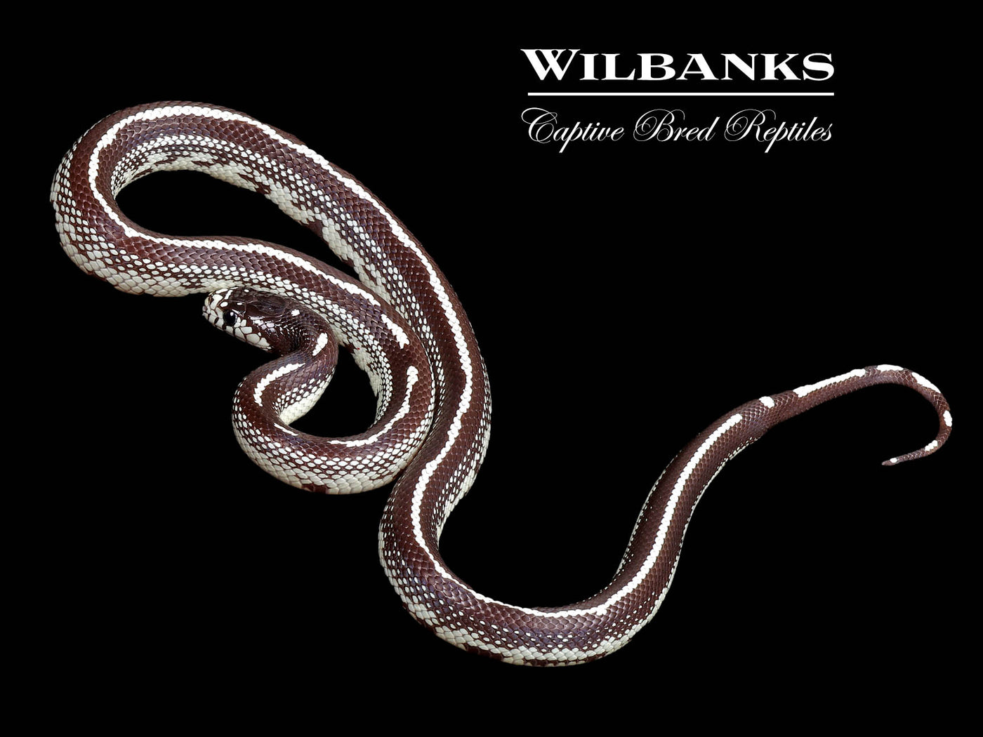 California Kingsnake ♀ '24