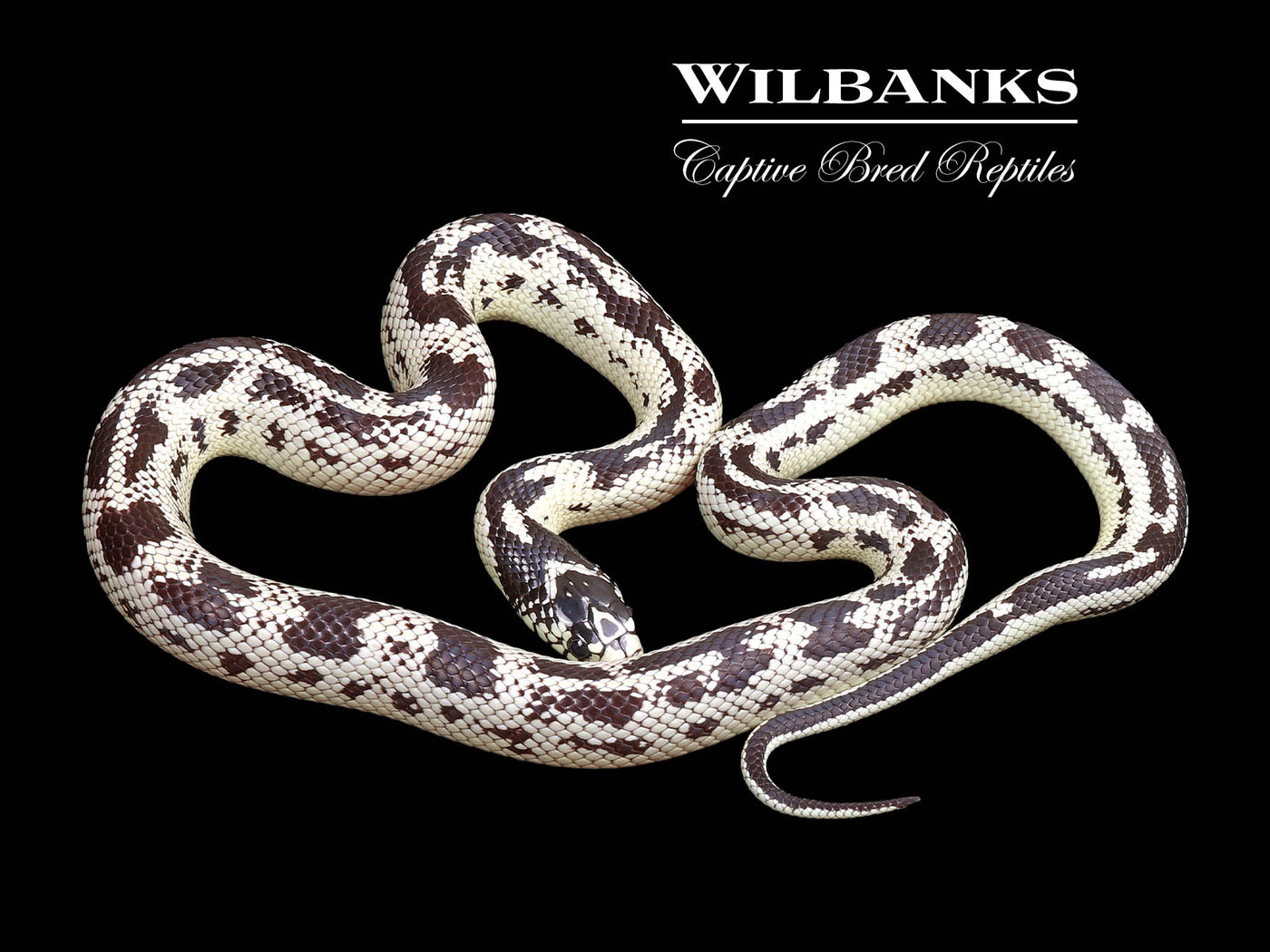 California Kingsnake ♀ '24