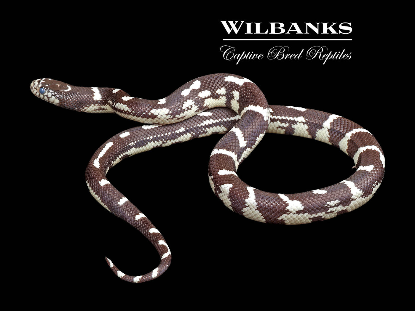 California Kingsnake ♂ '24