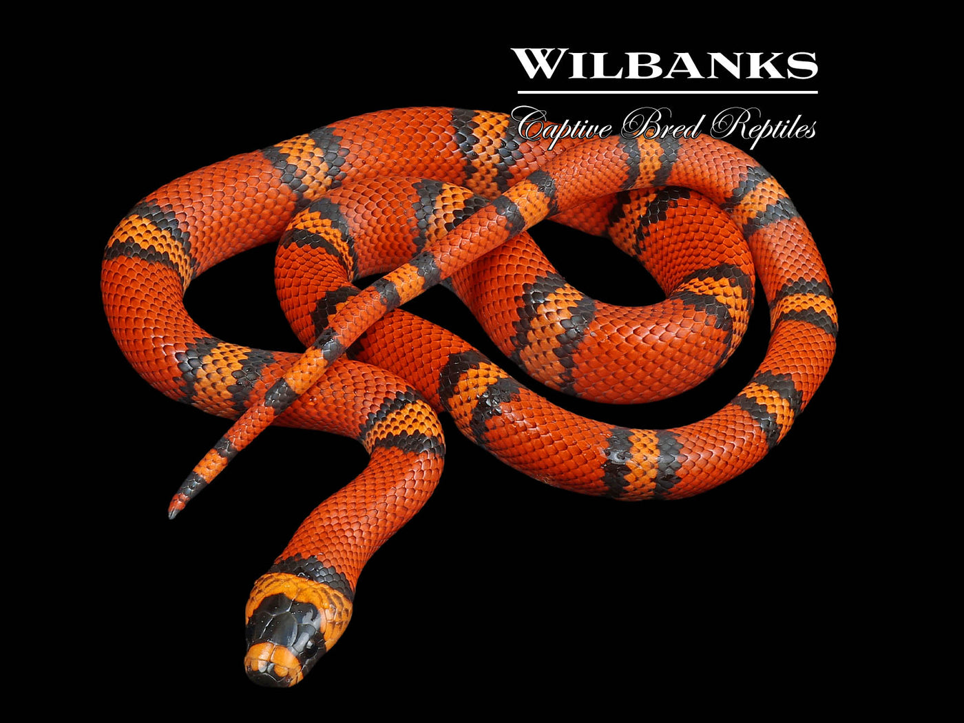 Tangerine Honduran Milksnake ♀ '24