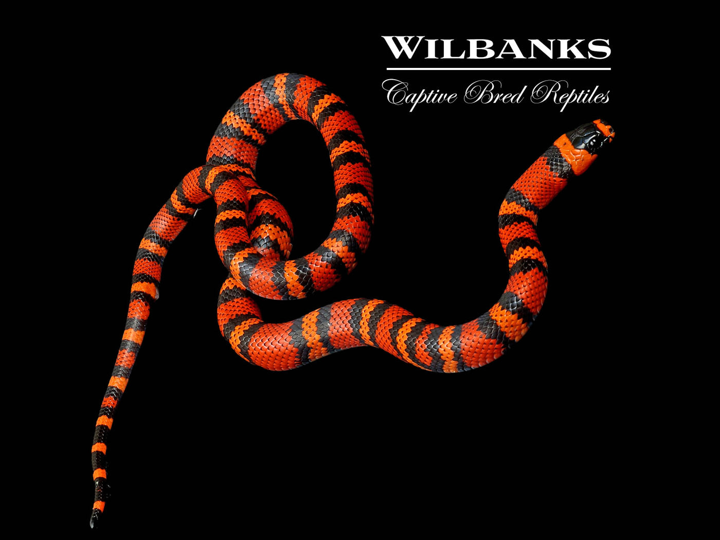 Tangerine Honduran Milksnake ♂ '24