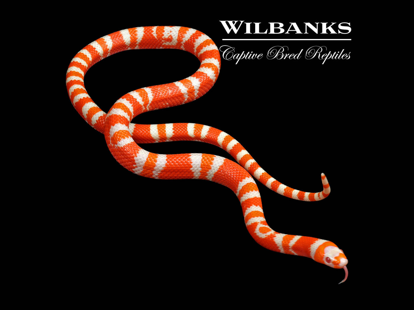 Albino Tangerine Honduran Milksnake ♂ '24
