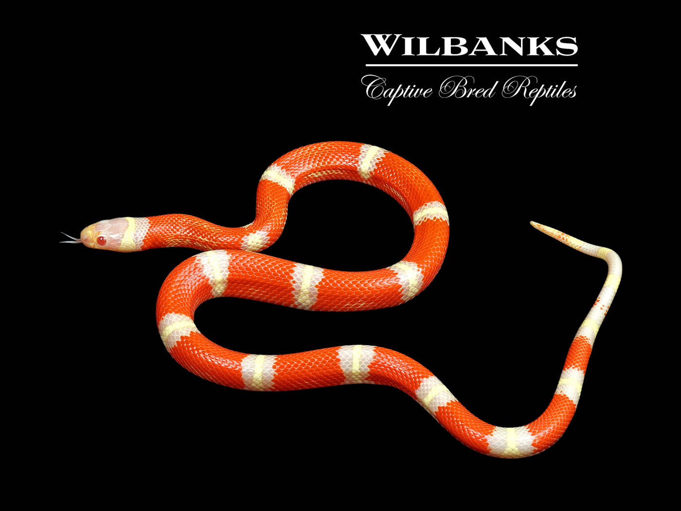 Albino Nelson's Milksnake ♂ '24