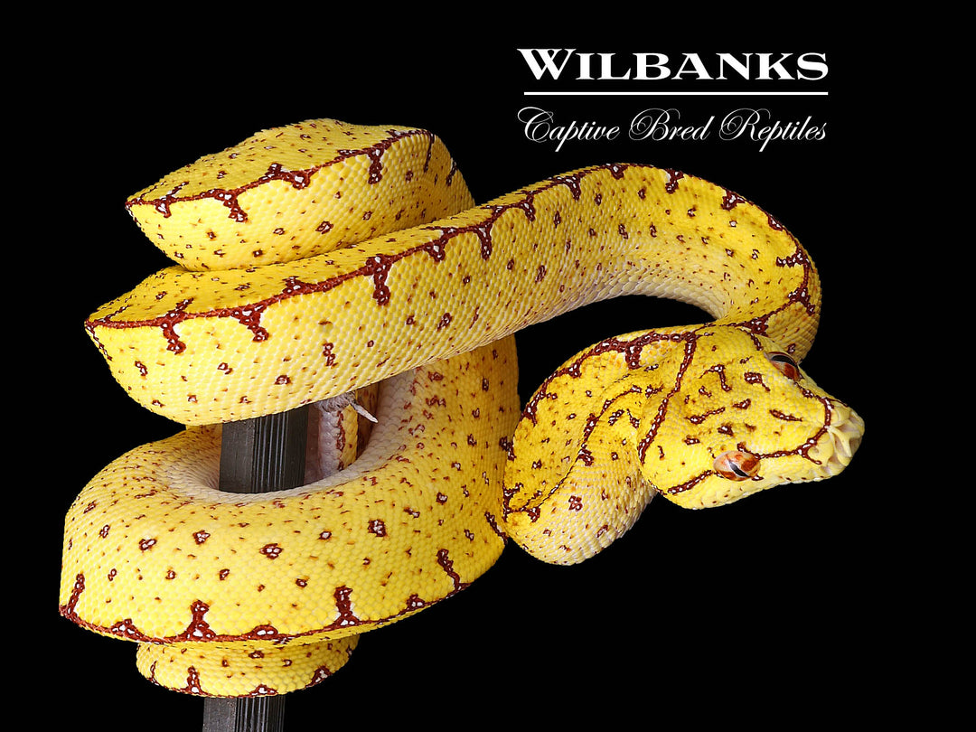 onyanpu 183243816_1080x.jpg?v=1747421482