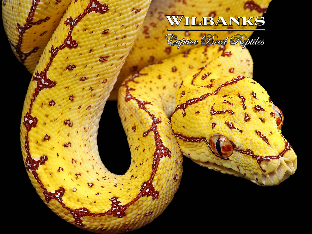 onyanpu 183243816_1080x.jpg?v=1747421482