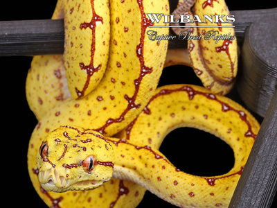 USCBB Jayapura Green Tree Python  '24