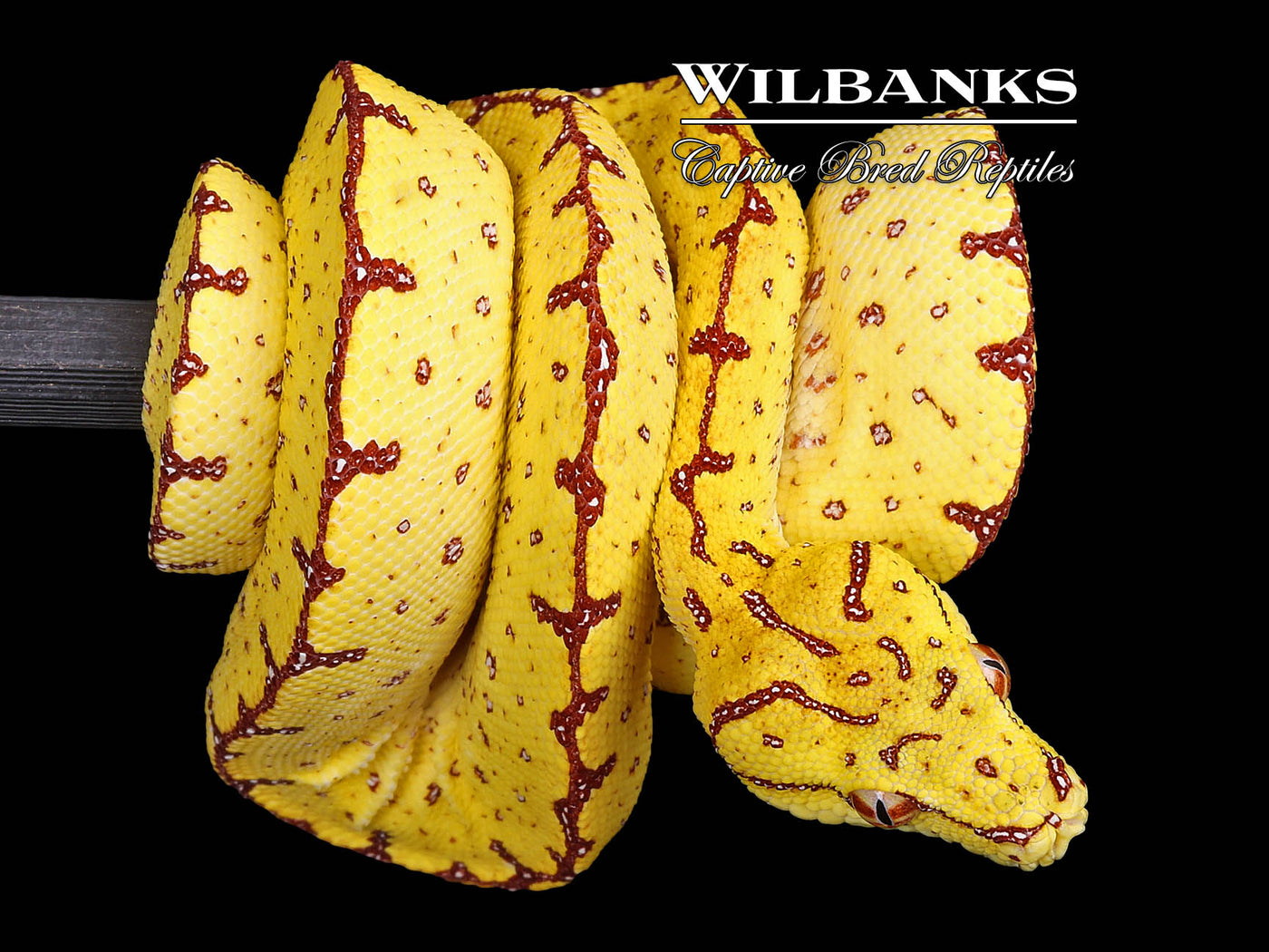 USCBB Jayapura Green Tree Python  '24