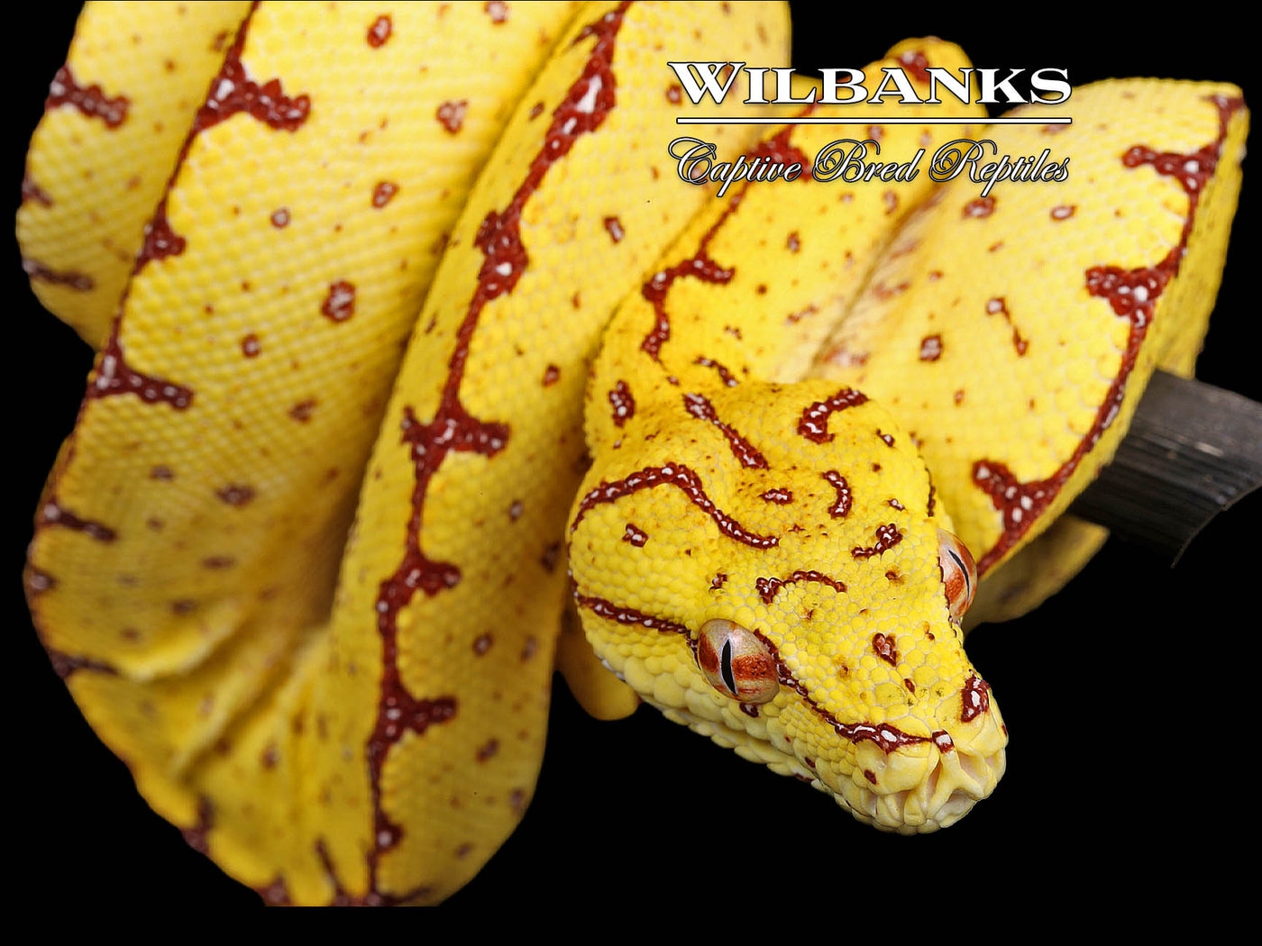 USCBB Jayapura Green Tree Python  '24