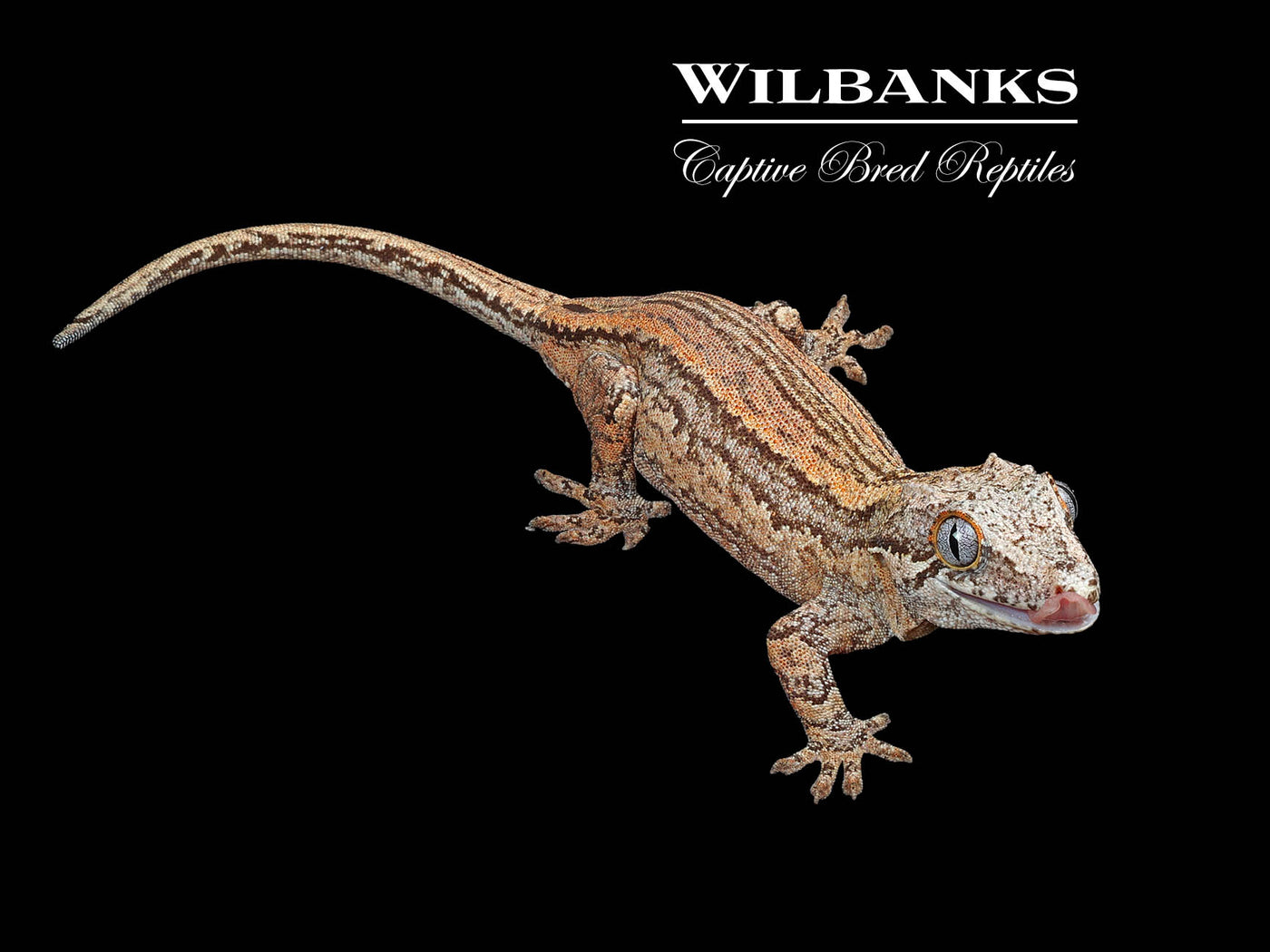 Striped Gargoyle Gecko '24