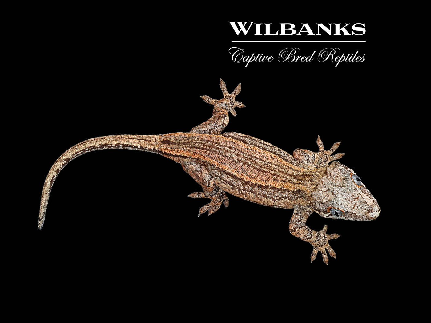 Striped Gargoyle Gecko '24