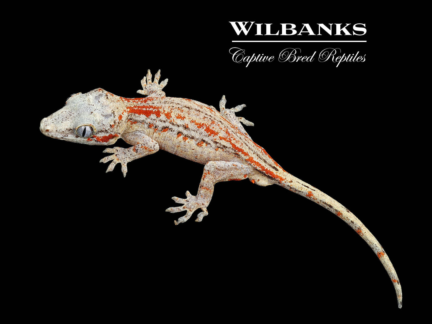 Red Striped White Base Gargoyle Gecko '24