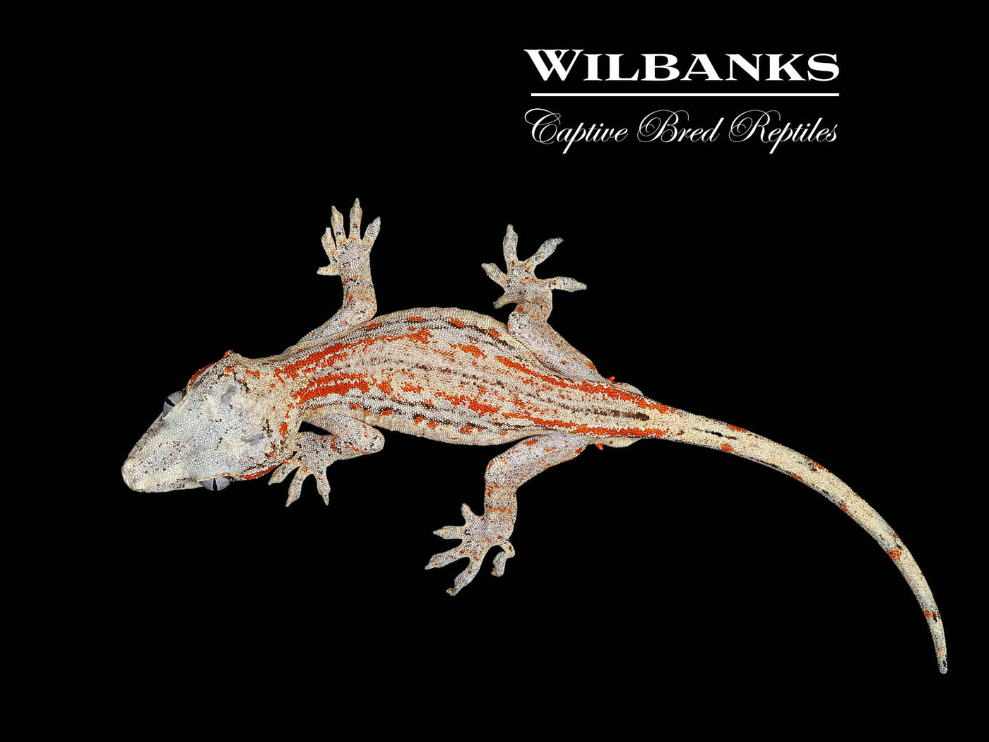 Red Striped White Base Gargoyle Gecko '24