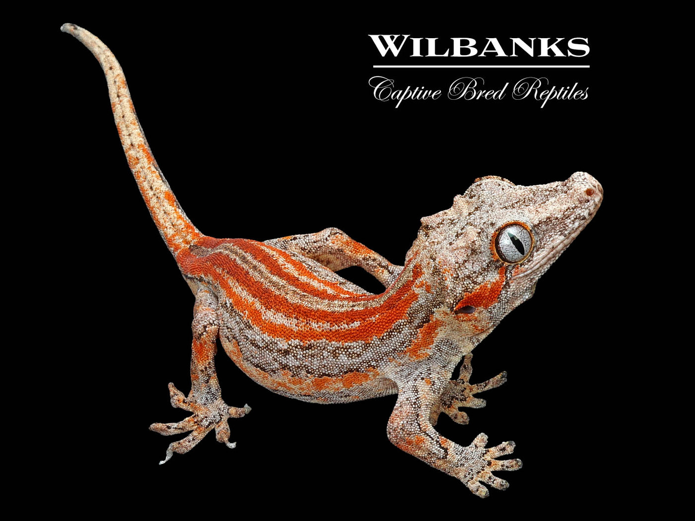 Red Striped White Base Gargoyle Gecko '24