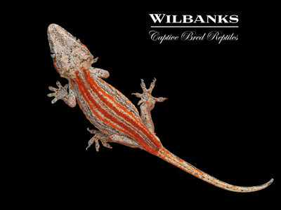 Red Striped White Base Gargoyle Gecko '24
