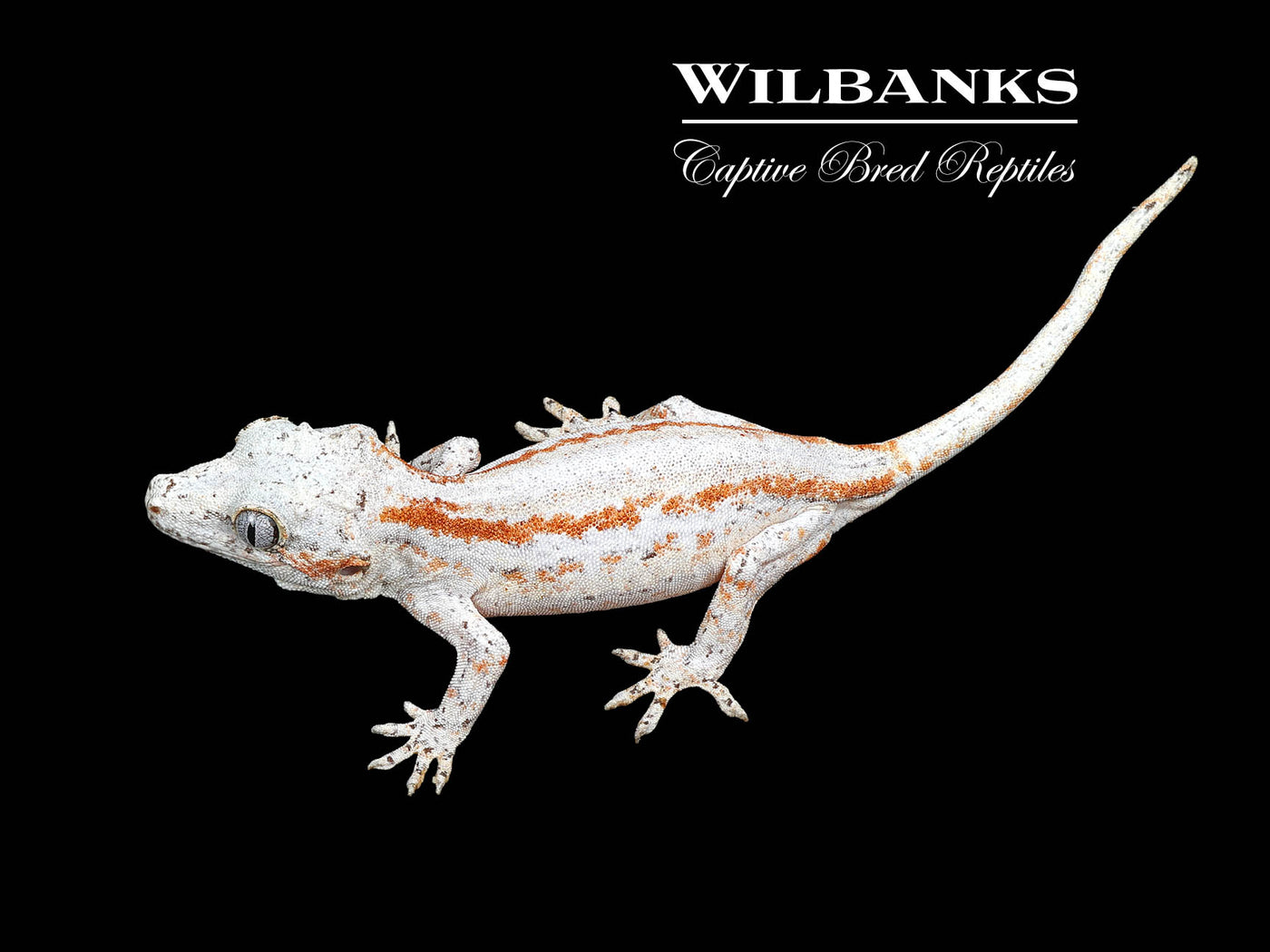 Orange Striped Gargoyle Gecko '24