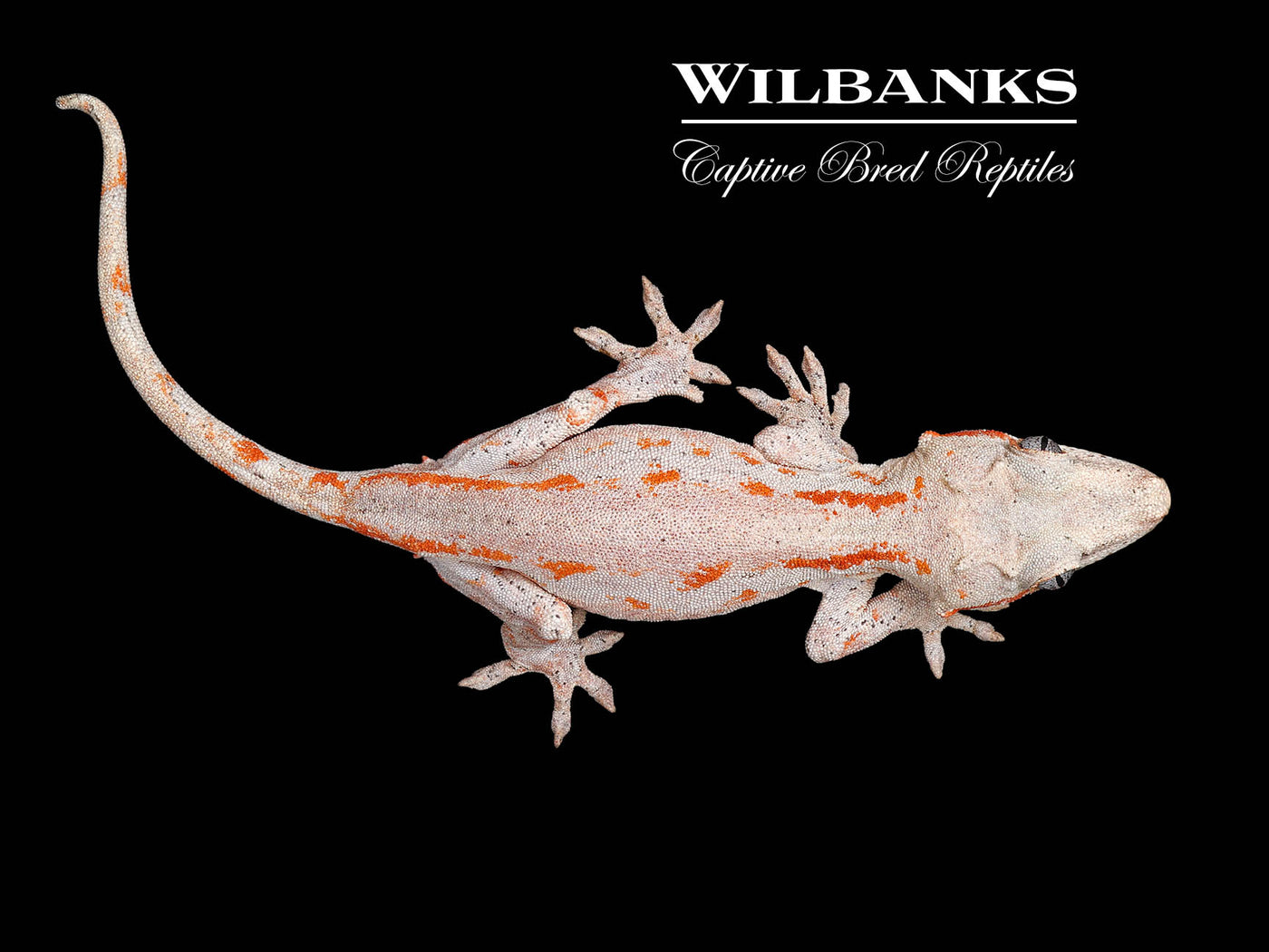 Orange Striped Gargoyle Gecko '24