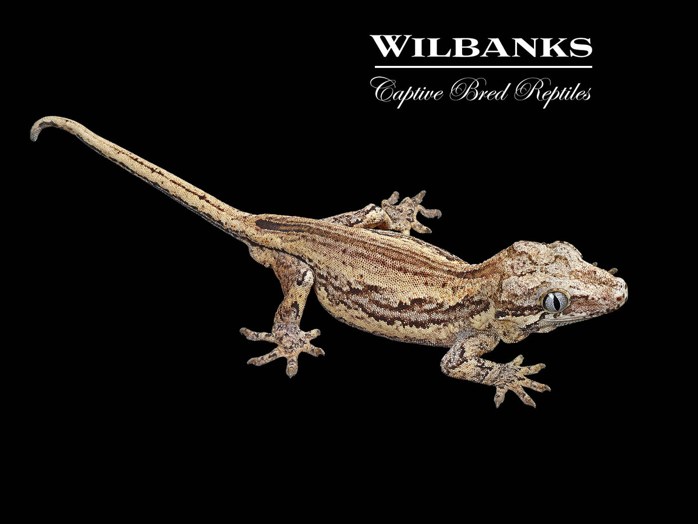 Striped Gargoyle Gecko '24