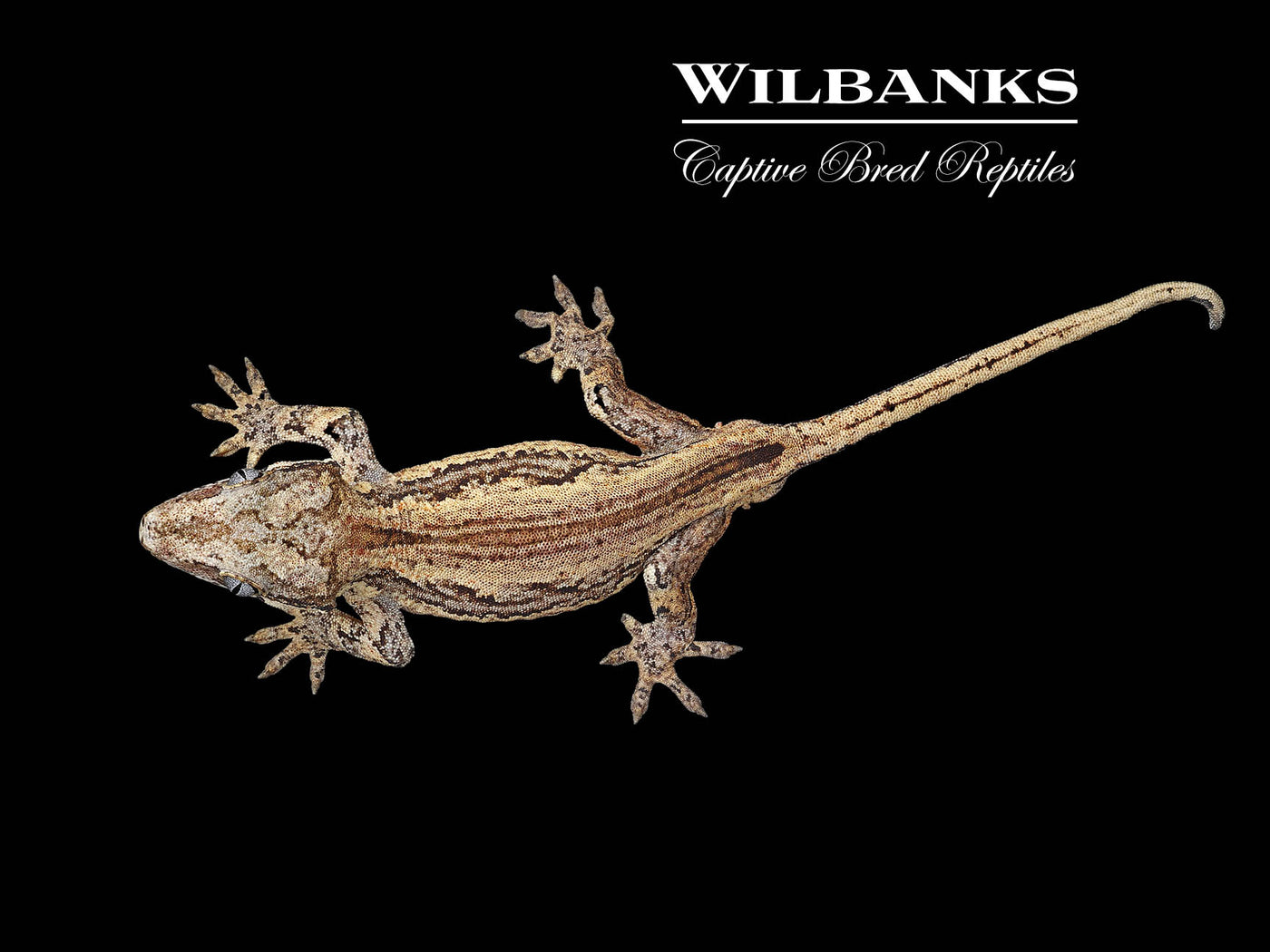 Striped Gargoyle Gecko '24