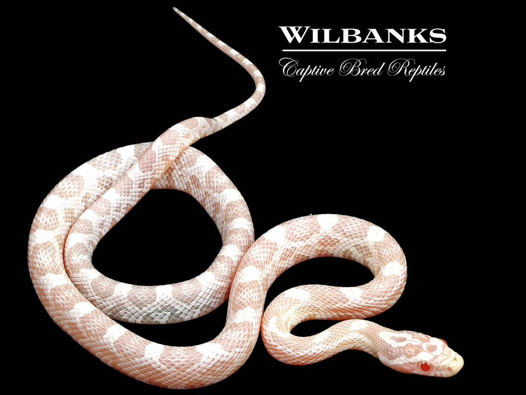 Snow Corn Snake ♀ '25 – Wilbanks Captive Bred Reptiles