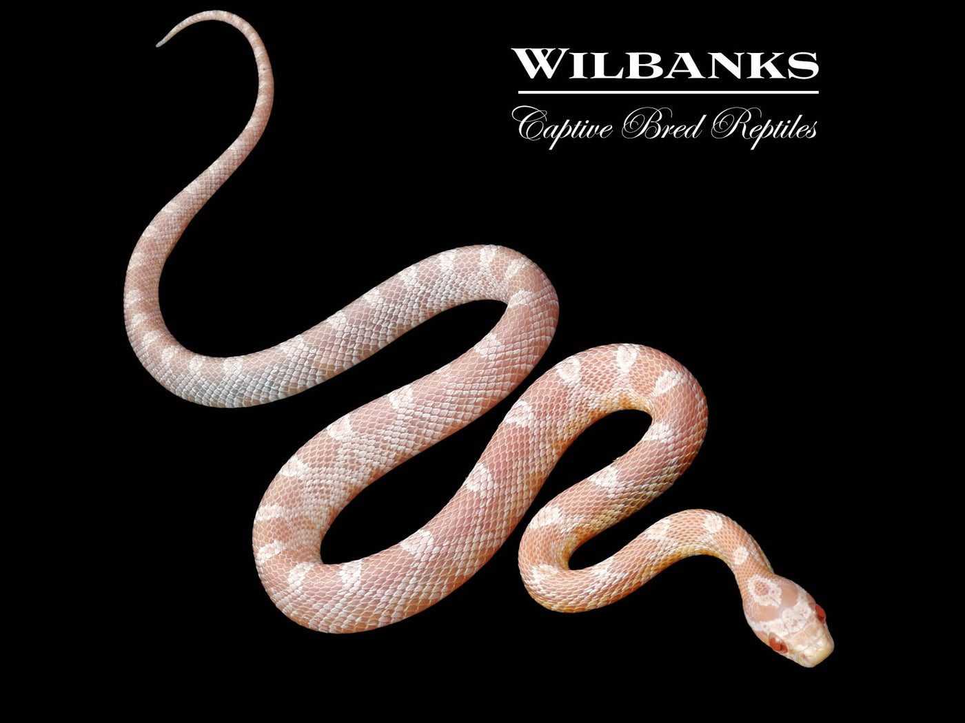 Snow Corn Snake ♂ '25 – Wilbanks Captive Bred Reptiles