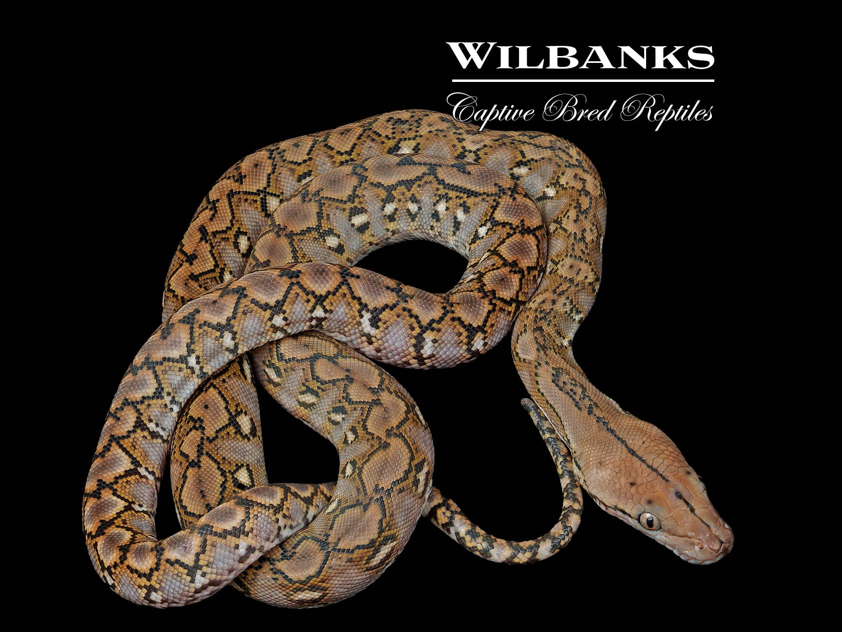 Dwarf Retic Python Encloser Kalaotoa Super Dwarf Reticulated Python ♀ '26 – Wilbanks Captive Bred ...