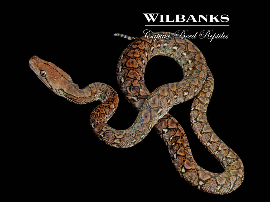 Kalaotoa Super Dwarf Reticulated Python ♂ '26 – Wilbanks Captive