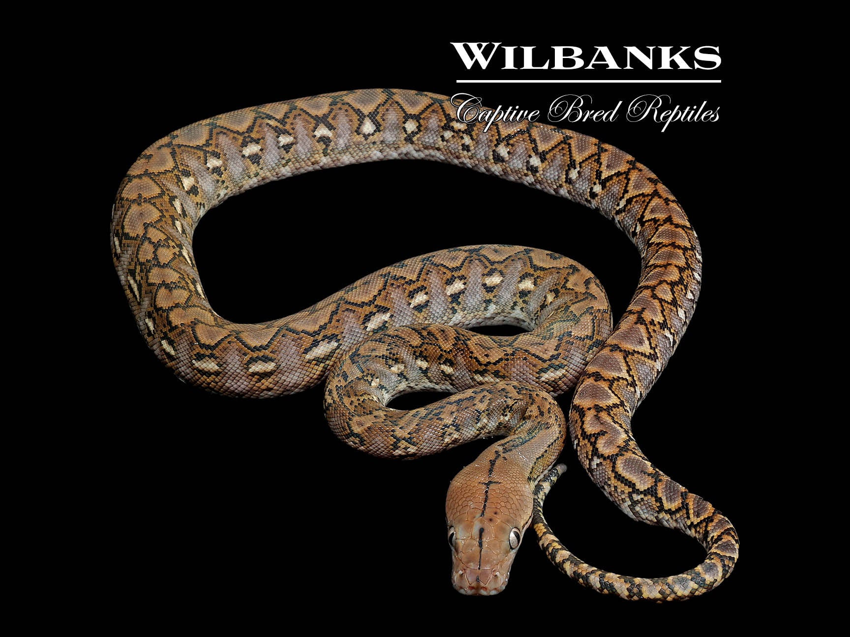 Dwarf Snob Python Kalaotoa Super Dwarf Reticulated Python โ '26 โ Wilbanks Captive Bred ...