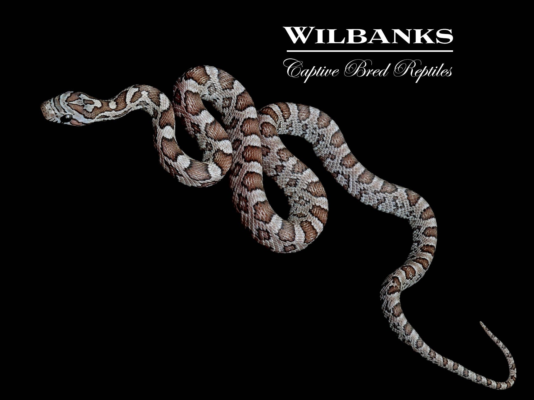 Charcoal Corn Snake ♀ '25 – Wilbanks Captive Bred Reptiles