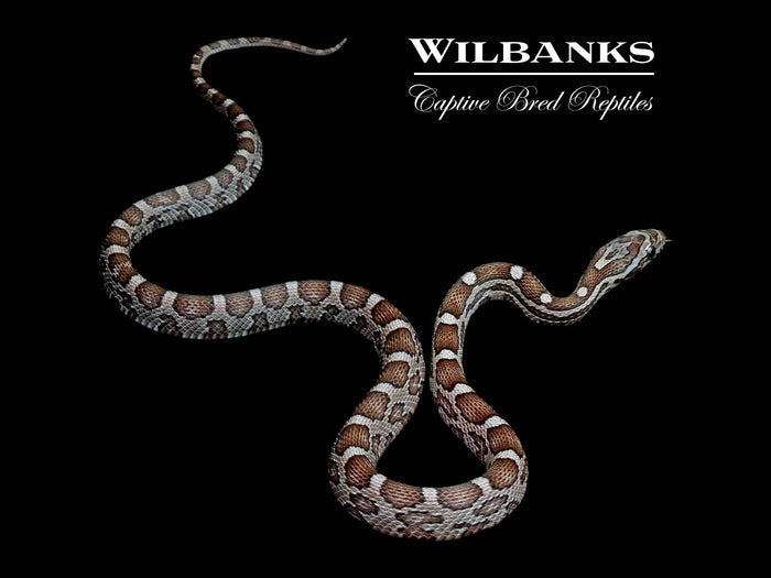 Charcoal Corn Snake ♀ '25