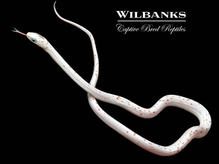 Palmetto Corn Snake ♂ '25
